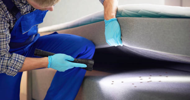 Best Ant Control Services  in Falconer, NY