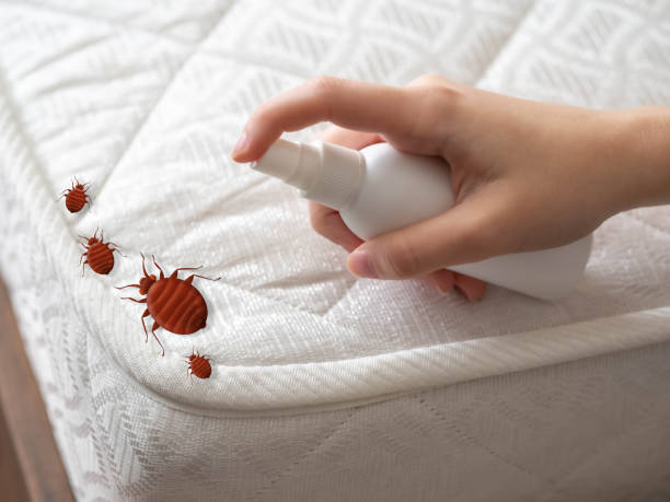 Best Flea Control Services  in Falconer, NY