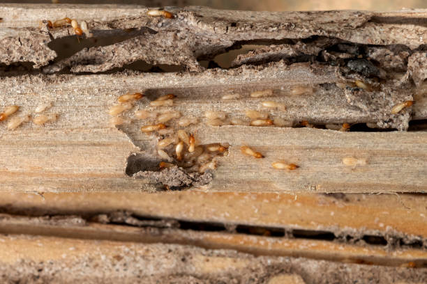 Flea Control Services in Falconer, NY
