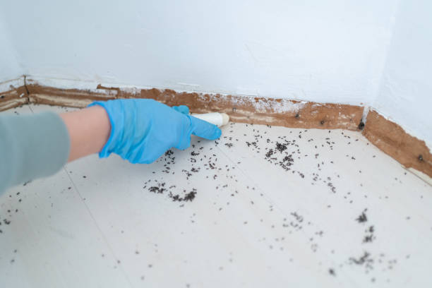 Best Mosquito Control Services  in Falconer, NY