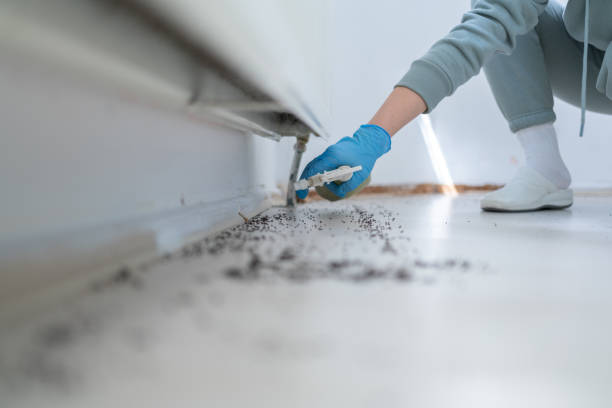 Best Local Pest Control Services  in Falconer, NY